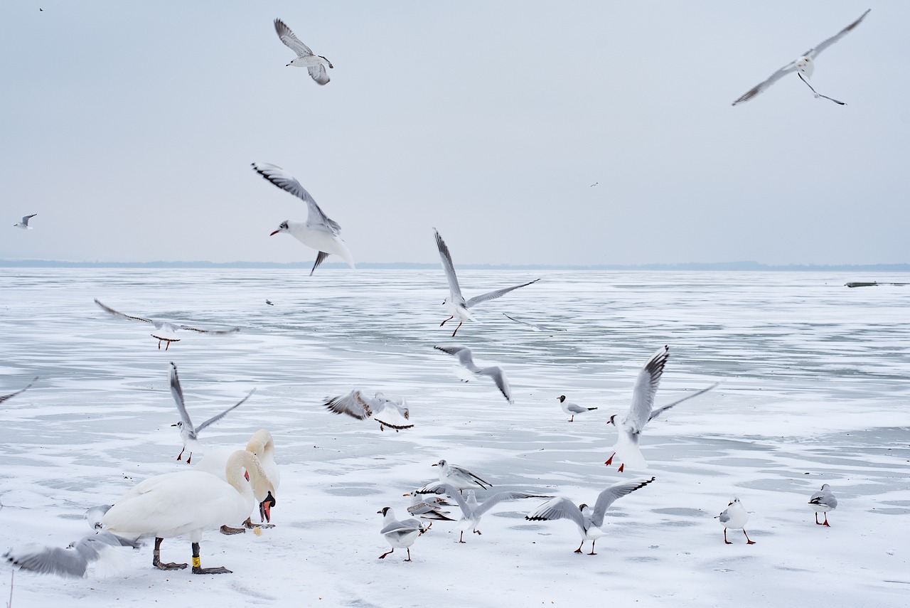 Die einzigartige Tierwelt des Balaton: Vogelbeobachtung und Naturschutz
