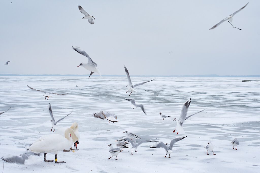 flock, birds, winter-3827104.jpg